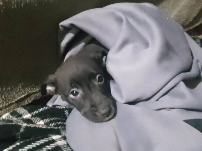 Cachorro ra a SRD-ViraLata idade Abaixo de 2 meses nome Sem nome