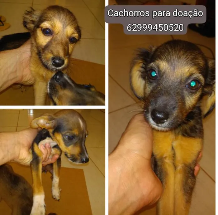 Cachorro ra a Sem raça  idade 2 a 6 meses nome Sem nomes ...