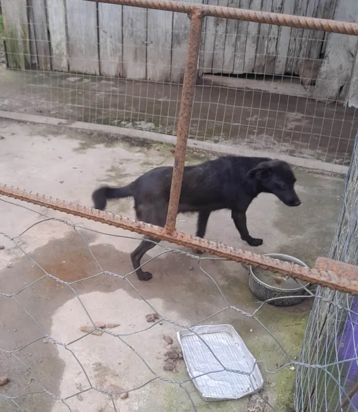 Cachorro ra a SRD-ViraLata idade 7 a 11 meses nome Preto