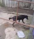 Preto