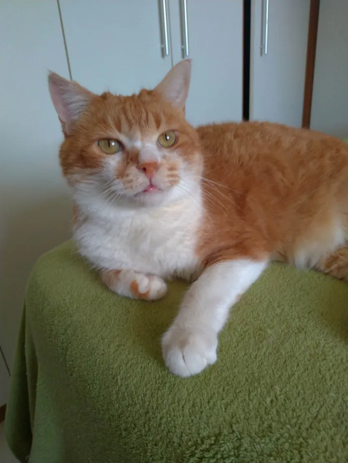 Gato ra a SRD-ViraLata idade 2 anos nome Thor