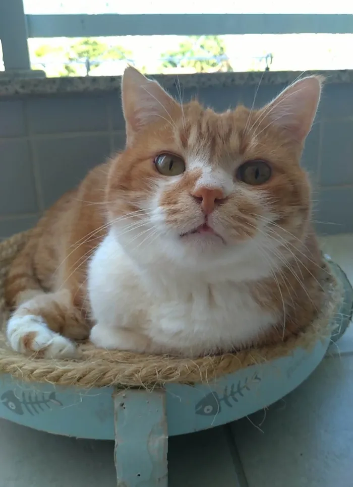 Gato ra a SRD-ViraLata idade 2 anos nome Thor