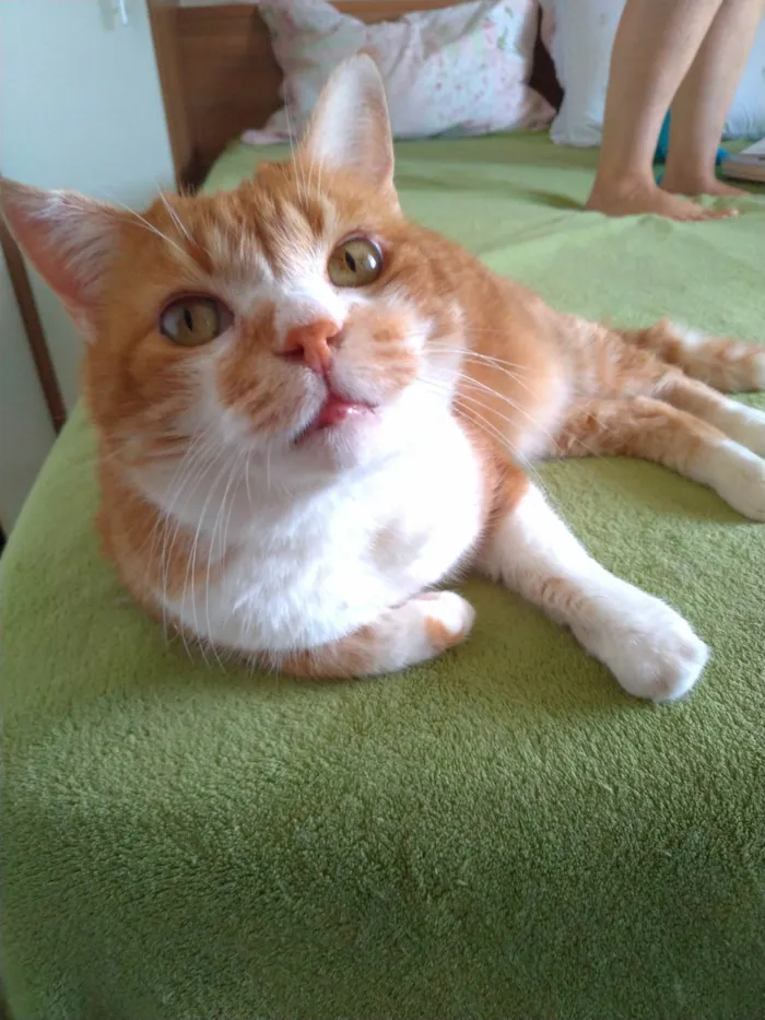 Gato ra a SRD-ViraLata idade 2 anos nome Thor