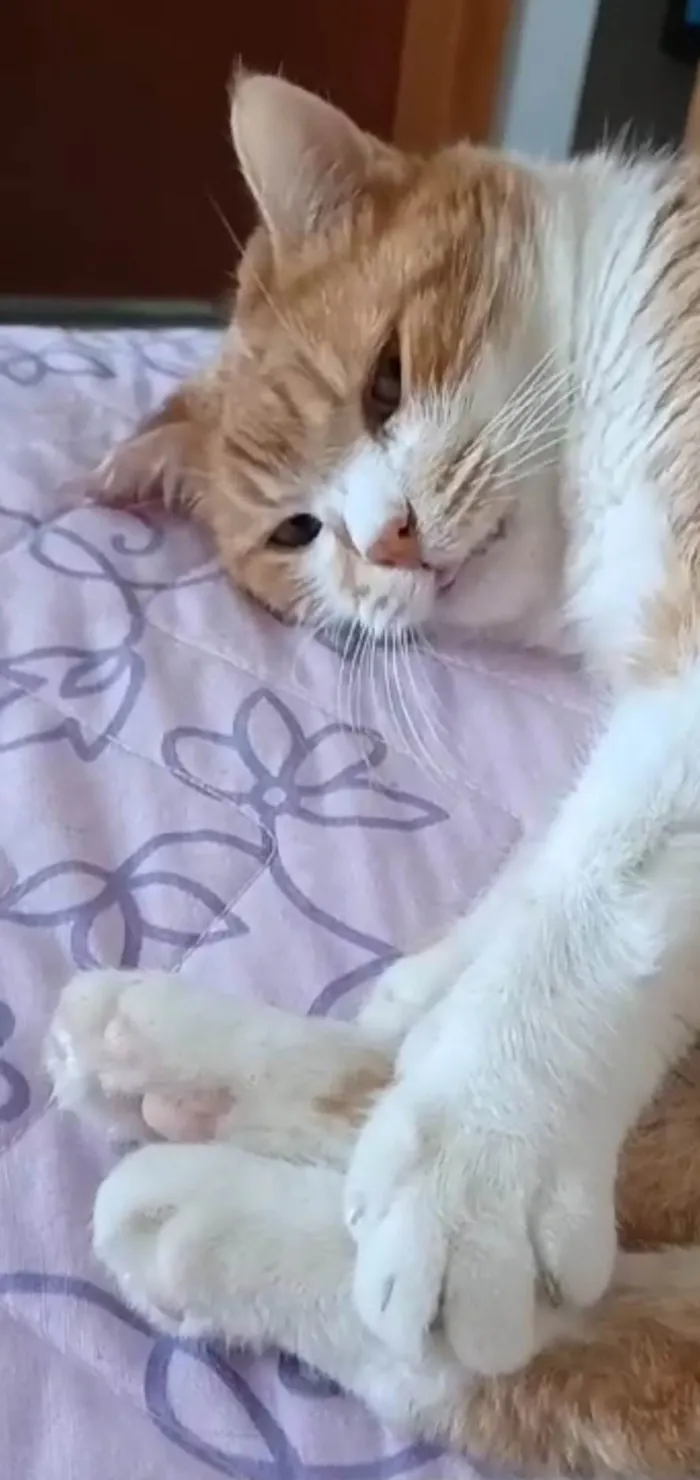 Gato ra a SRD-ViraLata idade 2 anos nome Thor