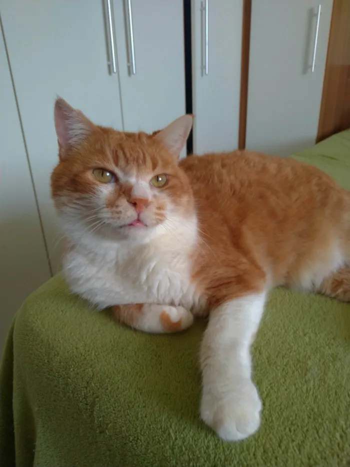 Gato ra a SRD-ViraLata idade 2 anos nome Thor