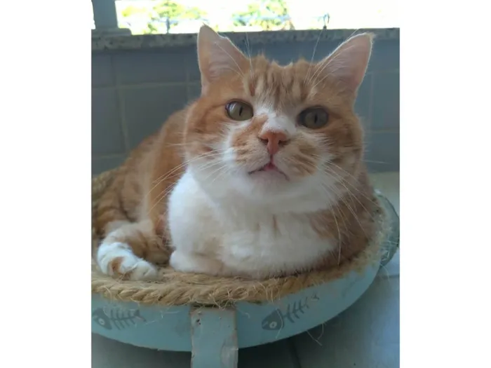 Gato ra a SRD-ViraLata idade 2 anos nome Thor