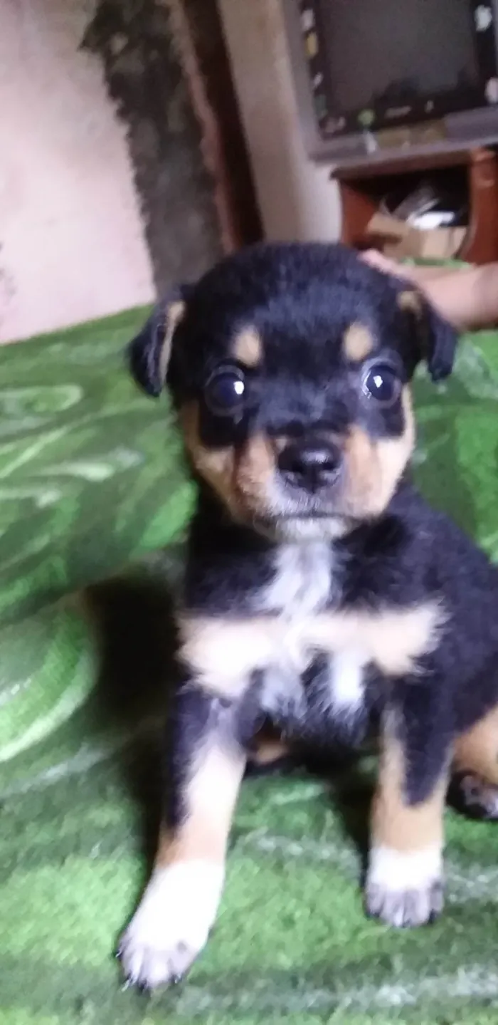 Cachorro ra a SRD-ViraLata idade 2 a 6 meses nome Hanna