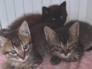 Gato raça SRD-ViraLata idade Abaixo de 2 meses nome TRÊS MACHINHOS