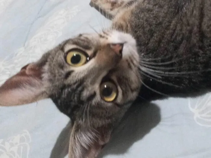 Gato ra a SRD-ViraLata idade 7 a 11 meses nome Sofia