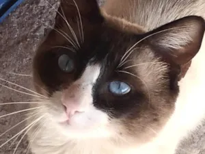 Gato raça Mestico  idade 7 a 11 meses nome  Zayon 