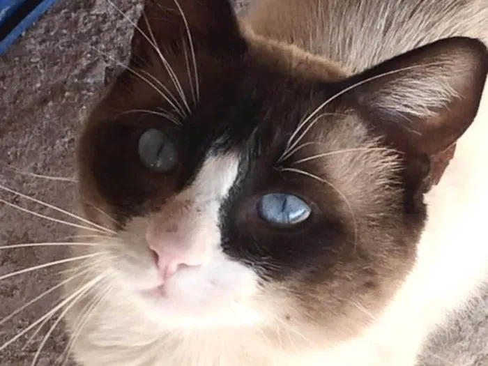 Gato ra a Mestico  idade 7 a 11 meses nome  Zayon 