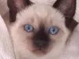 Kiko 