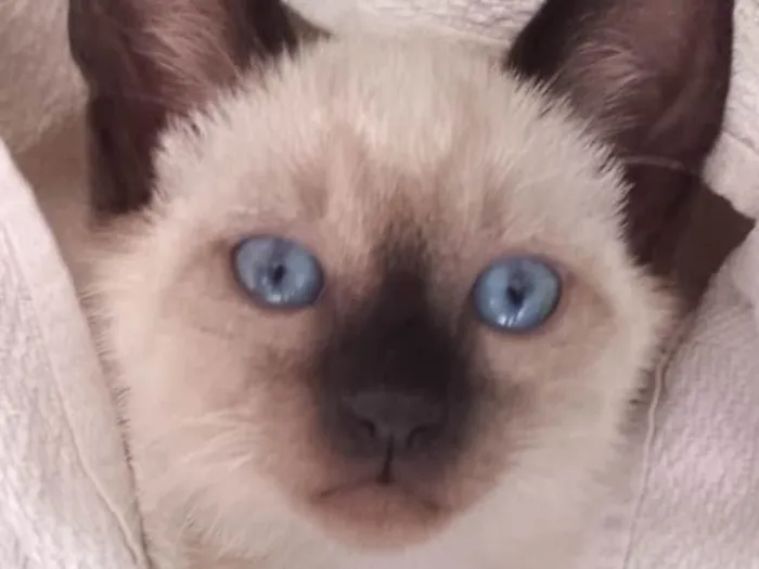 Gato ra a Siames  idade 2 a 6 meses nome Kiko 