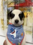 Benny