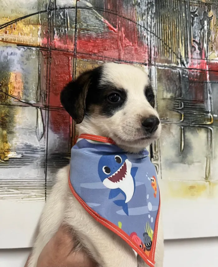 Cachorro ra a SRD-ViraLata idade Abaixo de 2 meses nome Benny