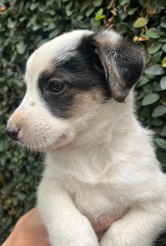 Cachorro ra a SRD-ViraLata idade Abaixo de 2 meses nome Benny