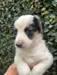 Benny