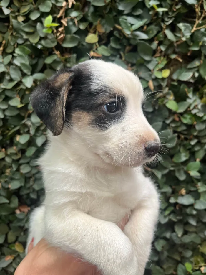 Cachorro ra a SRD-ViraLata idade Abaixo de 2 meses nome Benny