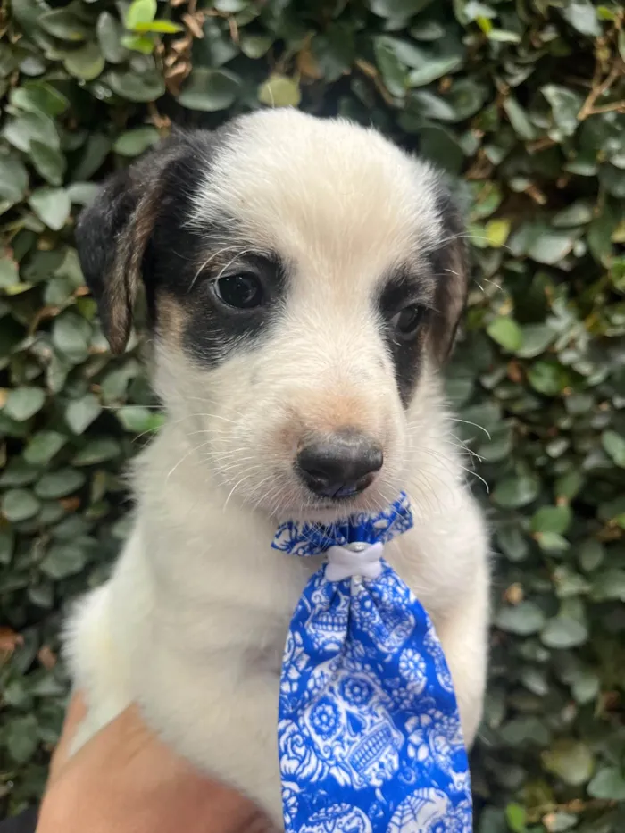 Cachorro ra a SRD-ViraLata idade Abaixo de 2 meses nome Benny
