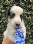 Benny