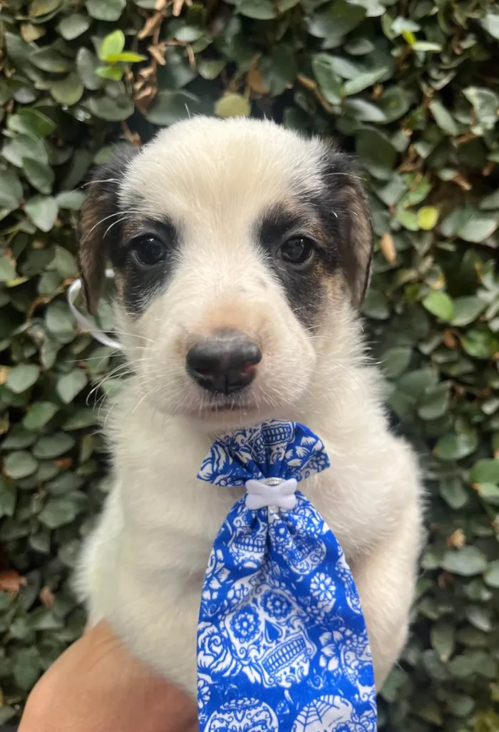 Cachorro ra a SRD-ViraLata idade Abaixo de 2 meses nome Benny