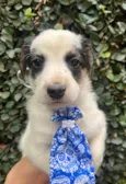 Benny