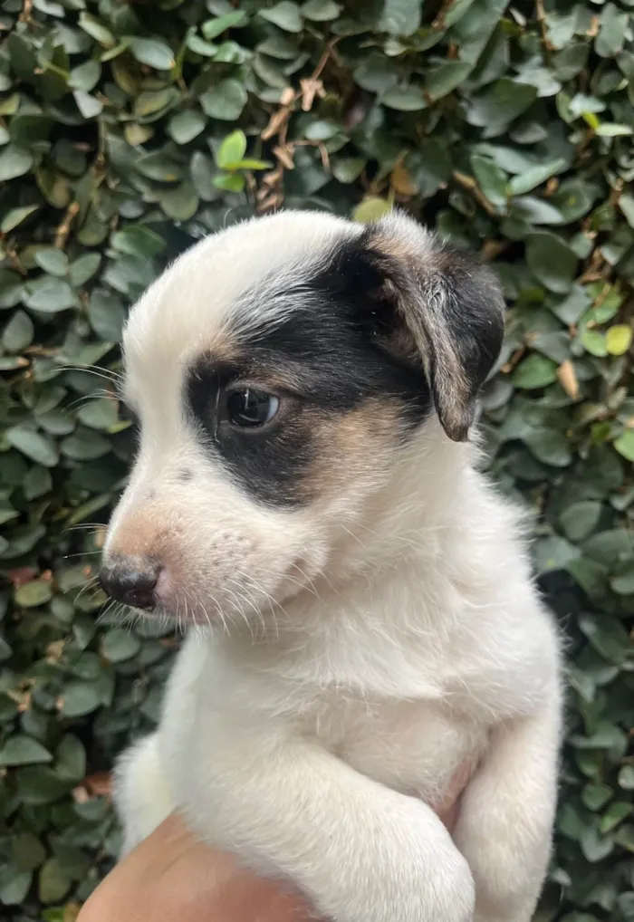 Cachorro ra a SRD-ViraLata idade Abaixo de 2 meses nome Benny