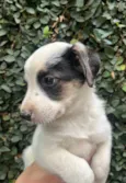 Benny