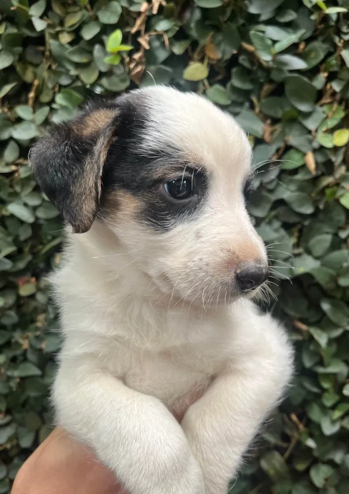 Cachorro ra a SRD-ViraLata idade Abaixo de 2 meses nome Benny