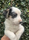 Benny