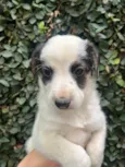Benny