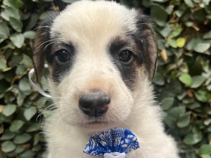 Cachorro ra a SRD-ViraLata idade Abaixo de 2 meses nome Benny