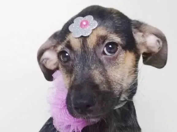 Cachorro ra a SRD-ViraLata idade 2 a 6 meses nome LILA