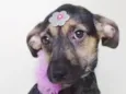 LILA