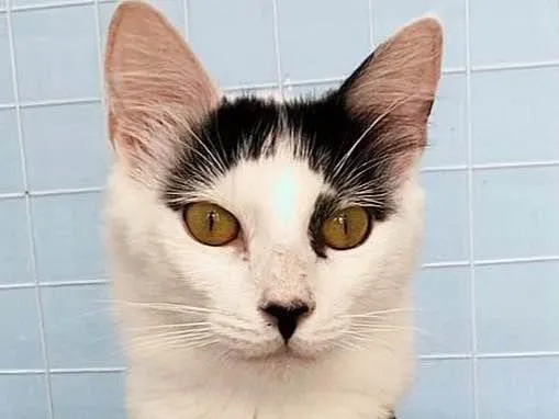 Gato ra a SRD idade 7 a 11 meses nome Safira