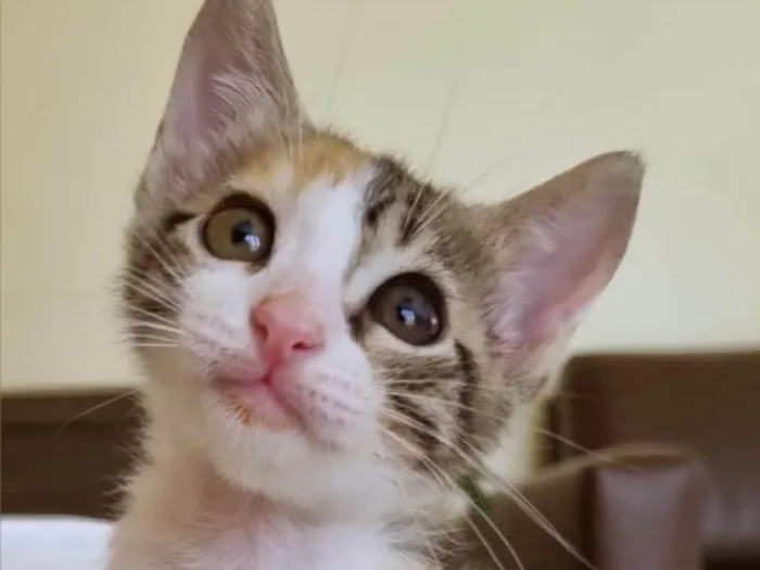 Gato ra a Srd idade 2 a 6 meses nome Liz