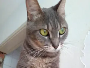 Gato raça SRD-ViraLata idade 2 anos nome Adelly