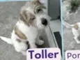 Toller
