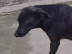 Cachorro raça SRD-ViraLata idade 7 a 11 meses nome Preto