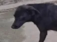 Preto