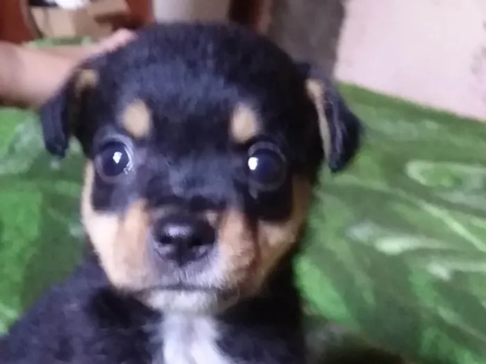 Cachorro ra a SRD-ViraLata idade 2 a 6 meses nome Hanna