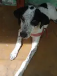 Lobo