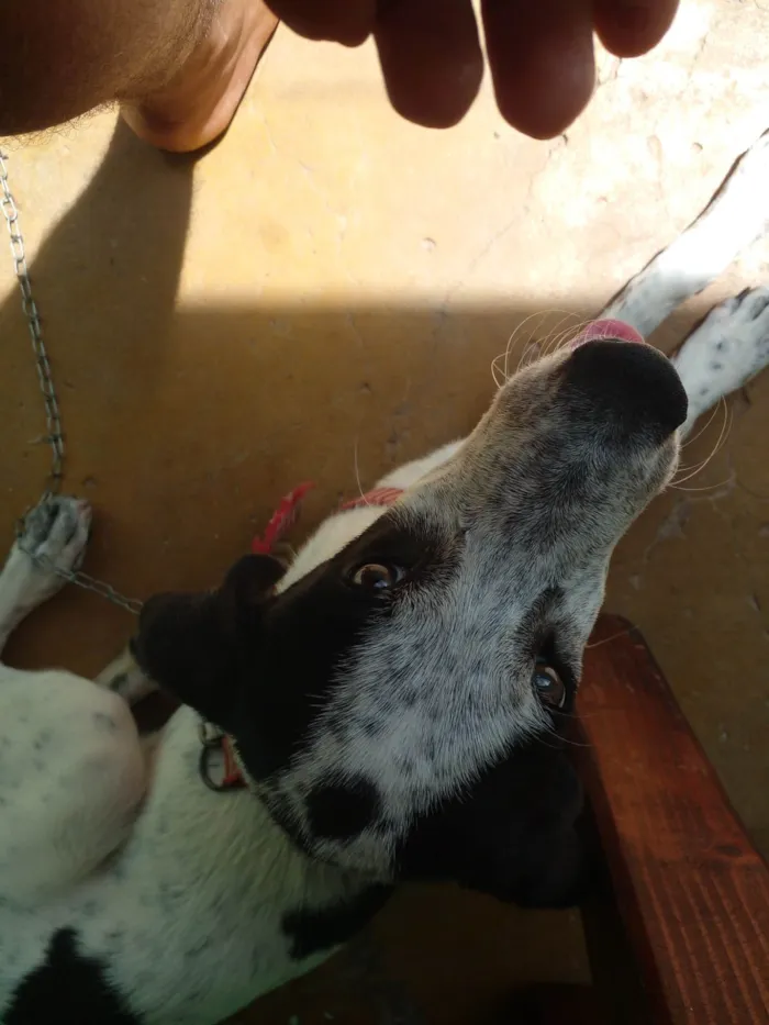 Cachorro ra a SRD-ViraLata idade 2 a 6 meses nome Lobo