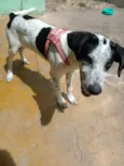 Lobo