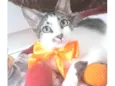 Pipa