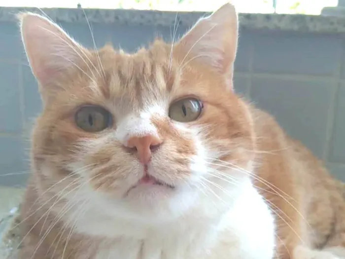 Gato ra a SRD-ViraLata idade 2 anos nome Thor