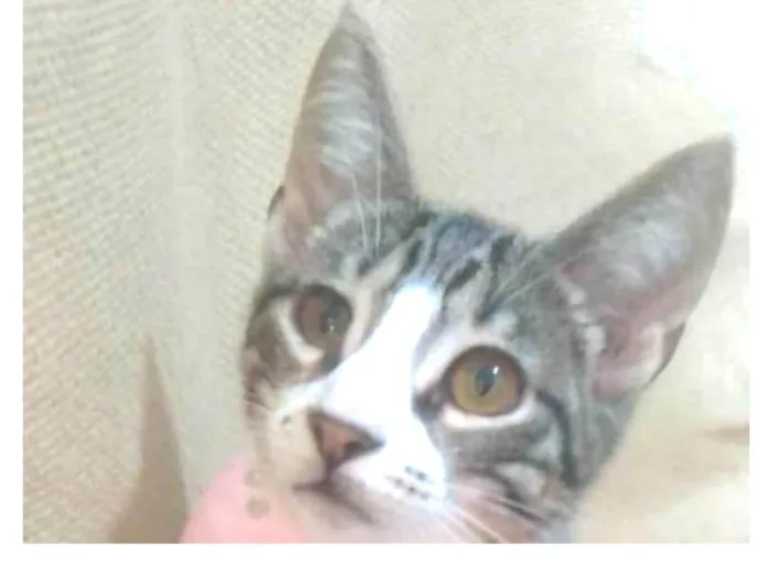 Gato ra a srd idade 2 a 6 meses nome ELENA