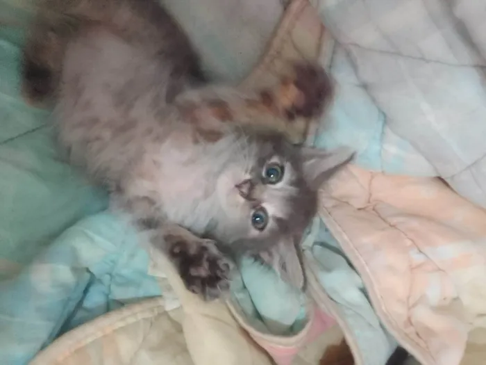 Gato ra a Srd idade 2 a 6 meses nome ..