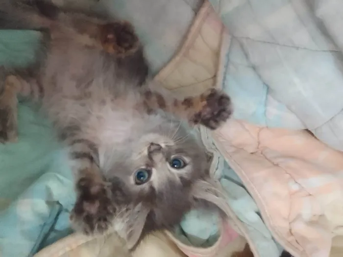 Gato ra a Srd idade 2 a 6 meses nome ..