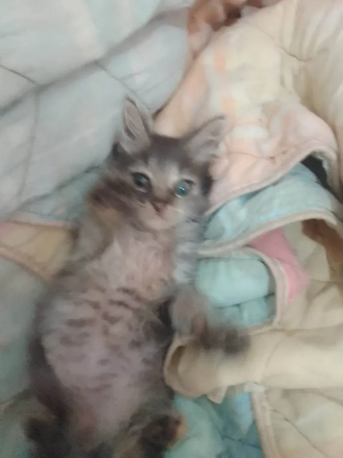 Gato ra a Srd idade 2 a 6 meses nome ..